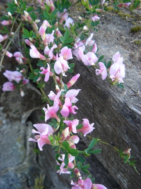 Chamaecytisus purpureus P12